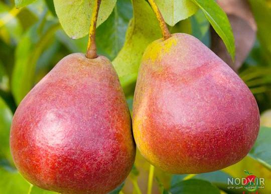 نهال گلابی شاه میوه - بذر بازار نهال گلابی شاه میوه - بذر بازار