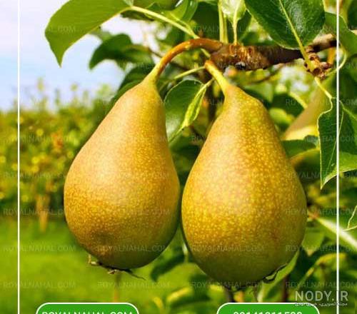 نهال گلابی شاه میوه - تخفیف به مدت محدود | (آذر 1403) - دکتر نهال نهال گلابی شاه میوه - تخفیف به مدت محدود | (آذر 1403) - دکتر نهال
