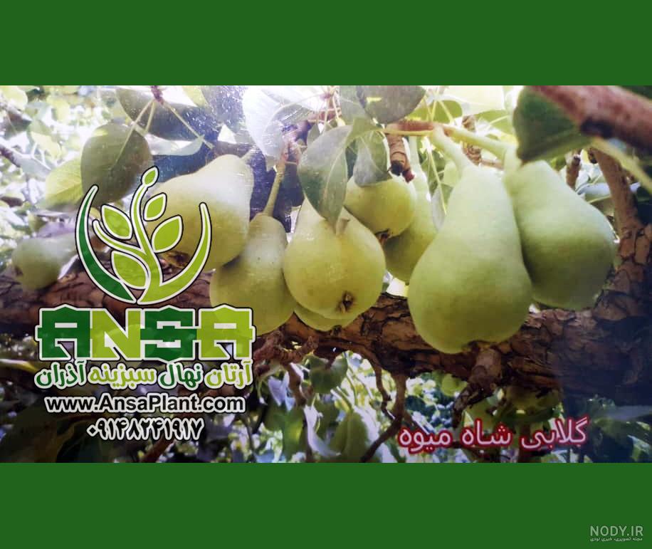 نهال گلابی شاه میوه شناسنامه دار , گلابی شاه میوه , نهال گلابی شاه میوه , نهال گلابی شاه میوه نهال گلابی شاه میوه شناسنامه دار , گلابی شاه میوه , نهال گلابی شاه میوه , نهال گلابی شاه میوه