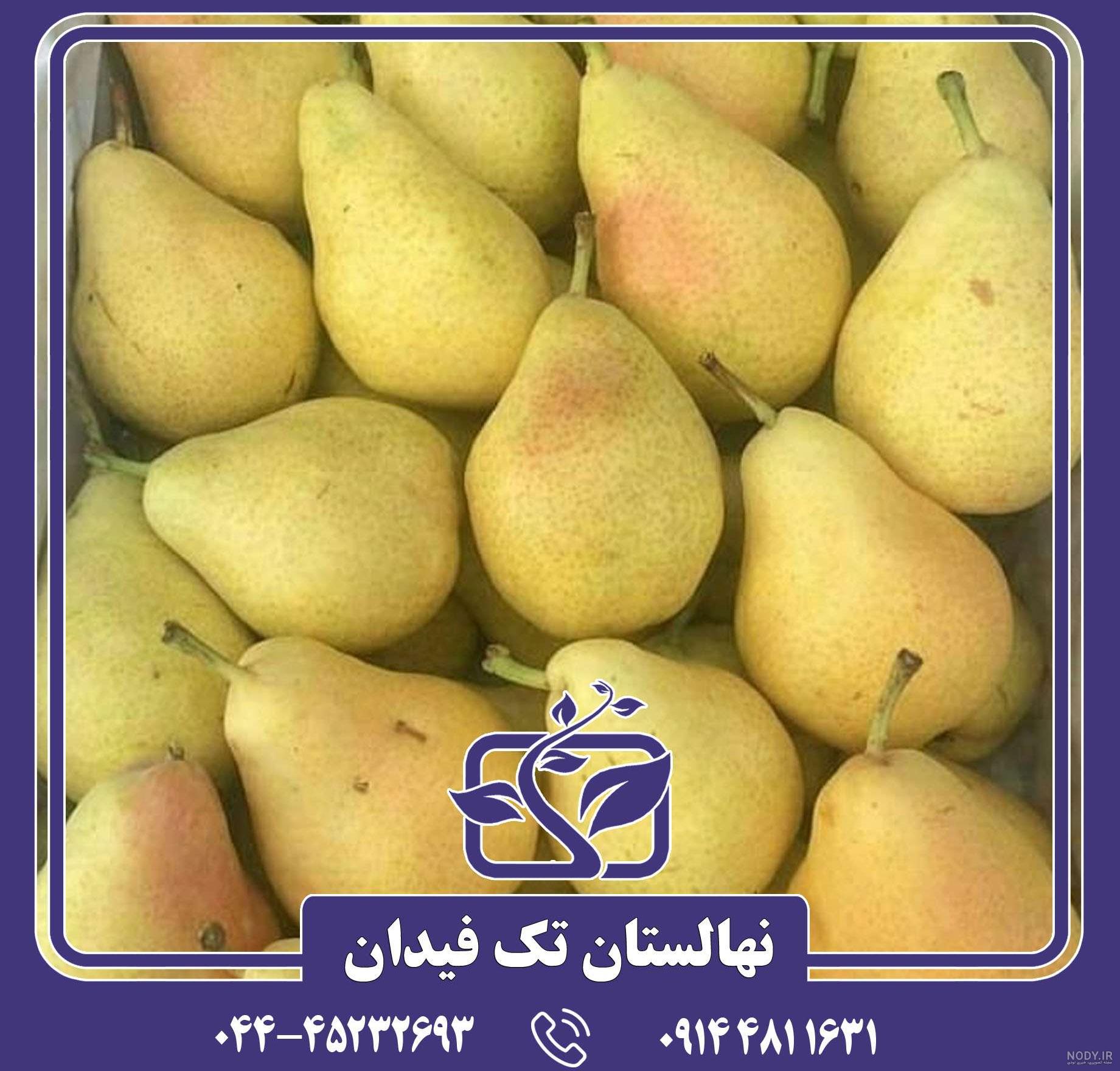 نهال گلابی شاه میوه: قیمت + مشخصات [ خرید با فاکتور رسمی ✔️ ] | دی 1403