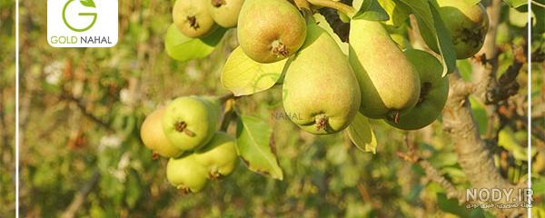 نهال گلابی شاه میوه - نهالستان نهال گلابی شاه میوه - نهالستان