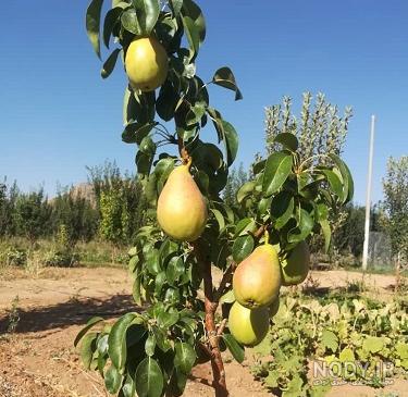 نهال گلابی شاه میوه - نهالستان باغ گستر نهال گلابی شاه میوه - نهالستان باغ گستر
