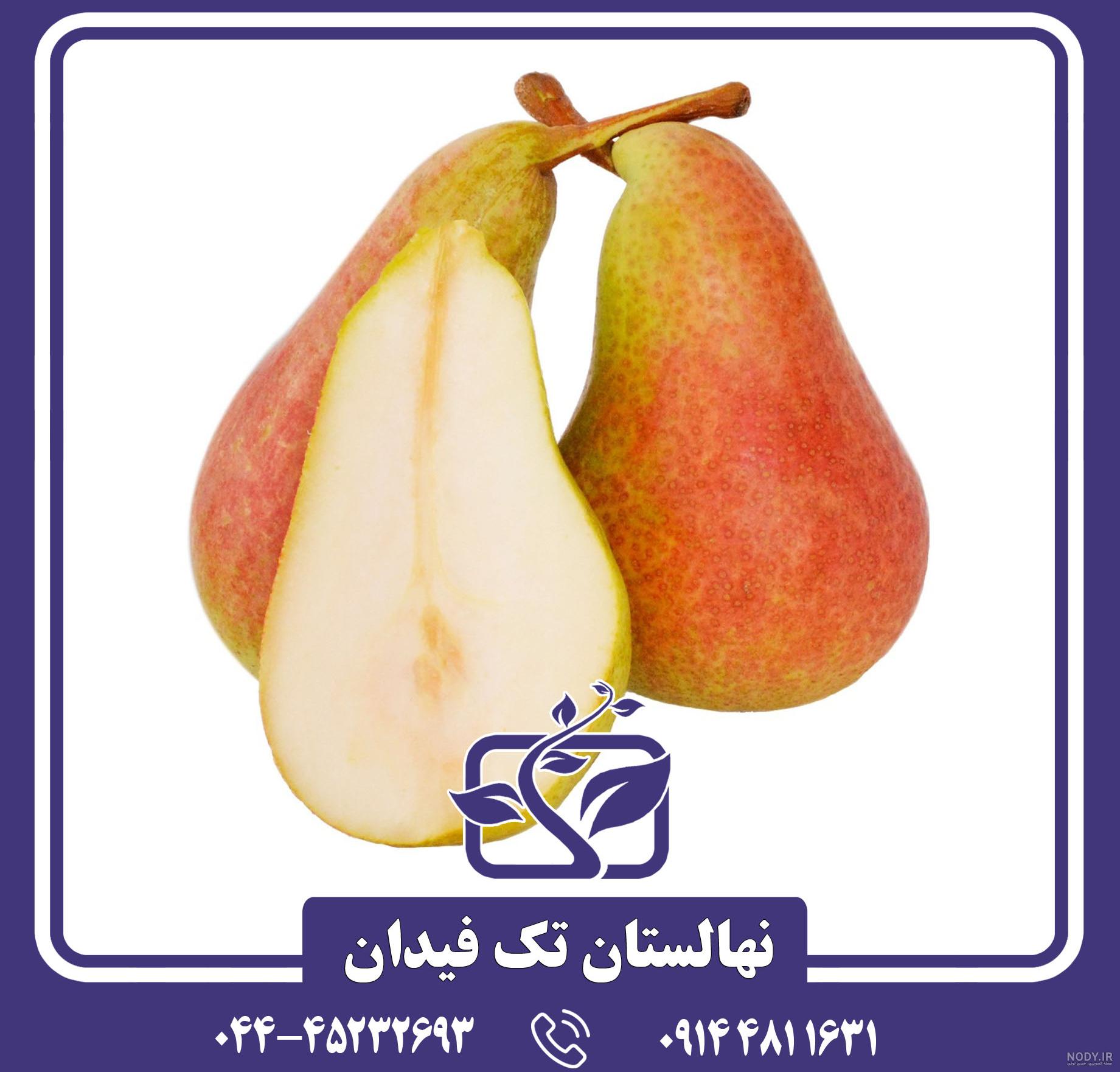 نهال گلابی شاه میوه – آقای نهال نهال گلابی شاه میوه – آقای نهال