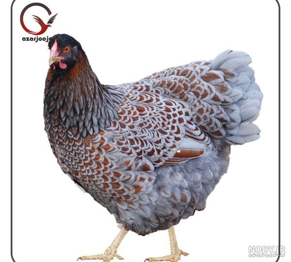 همه چیز درباره «هما» — فکت‌نامه