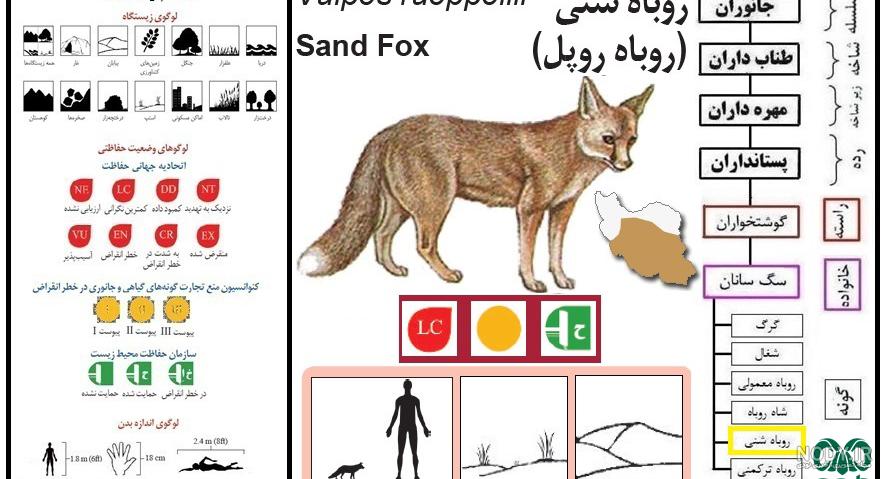 همه چیز درباره روباه شنی (زیستگاه، ویژگی ها) - متین آباد
