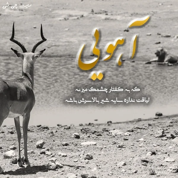 وقتی بچه کفتار تنها مستقیم به سمت دهان شیر می رود