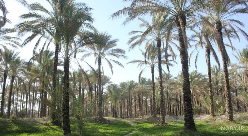 کاشت درخت خرما: هر آنچه راجع به کاشت خرما لازم است بدانید | نهالستان آریا نهال کاشت درخت خرما: هر آنچه راجع به کاشت خرما لازم است بدانید | نهالستان آریا نهال