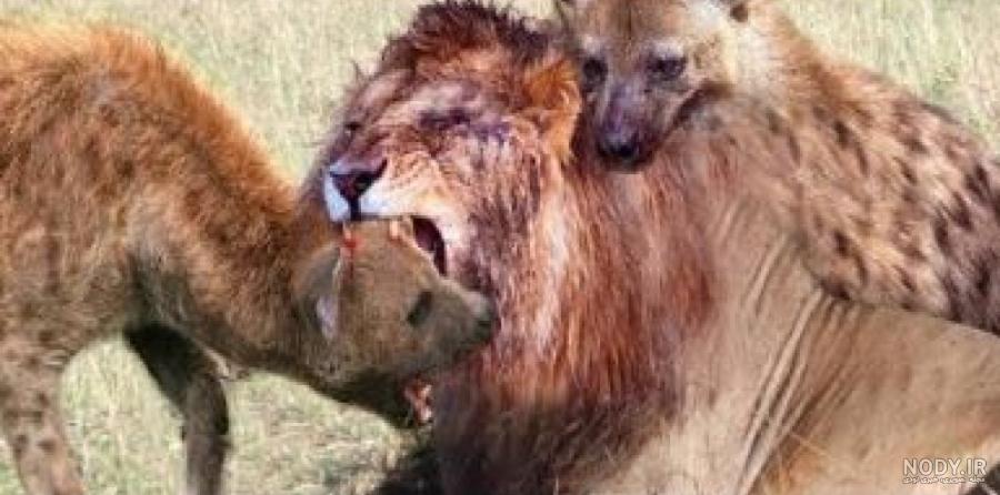 کفتار و شیر در جنگ لفظی منصوریان و عضو هیئت مدیره استقلال+ عکس | طرفداری