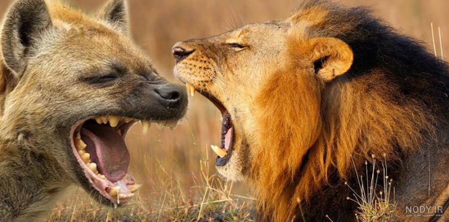 کنایه تند نکونام در واکنش به حواشی دیدار با پرسپولیس | طرفداری