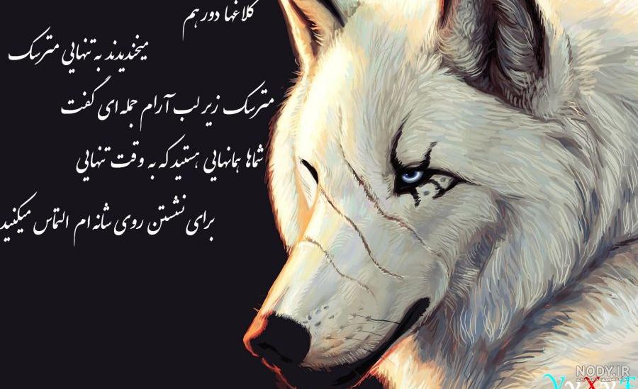 گرگ و روباه باهوش گرگ و روباه باهوش