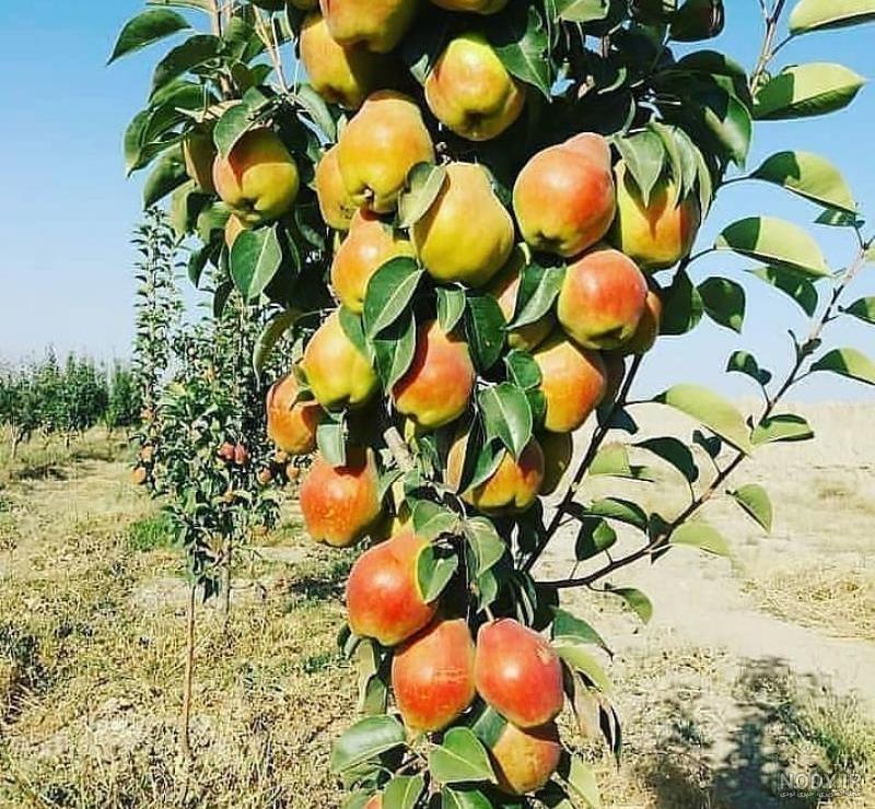 گلابی شاه میوه - آنسا پلنت (بزرگترین تولید نهال میوه) گلابی شاه میوه - آنسا پلنت (بزرگترین تولید نهال میوه)