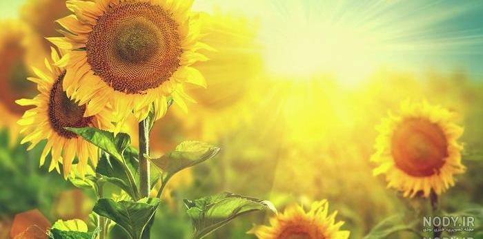  عکس تابستان واقعی