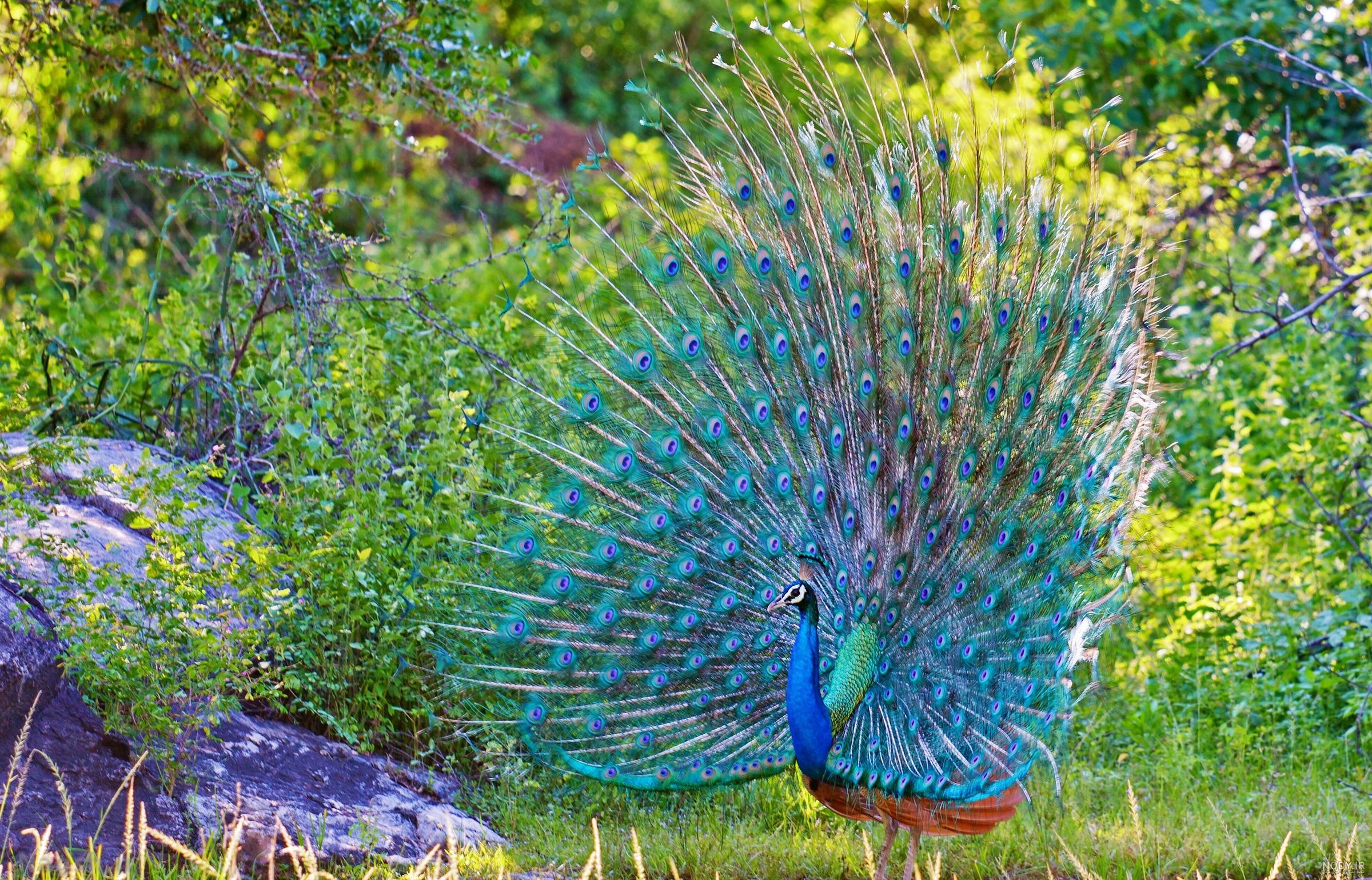  عکس تابستان واقعی