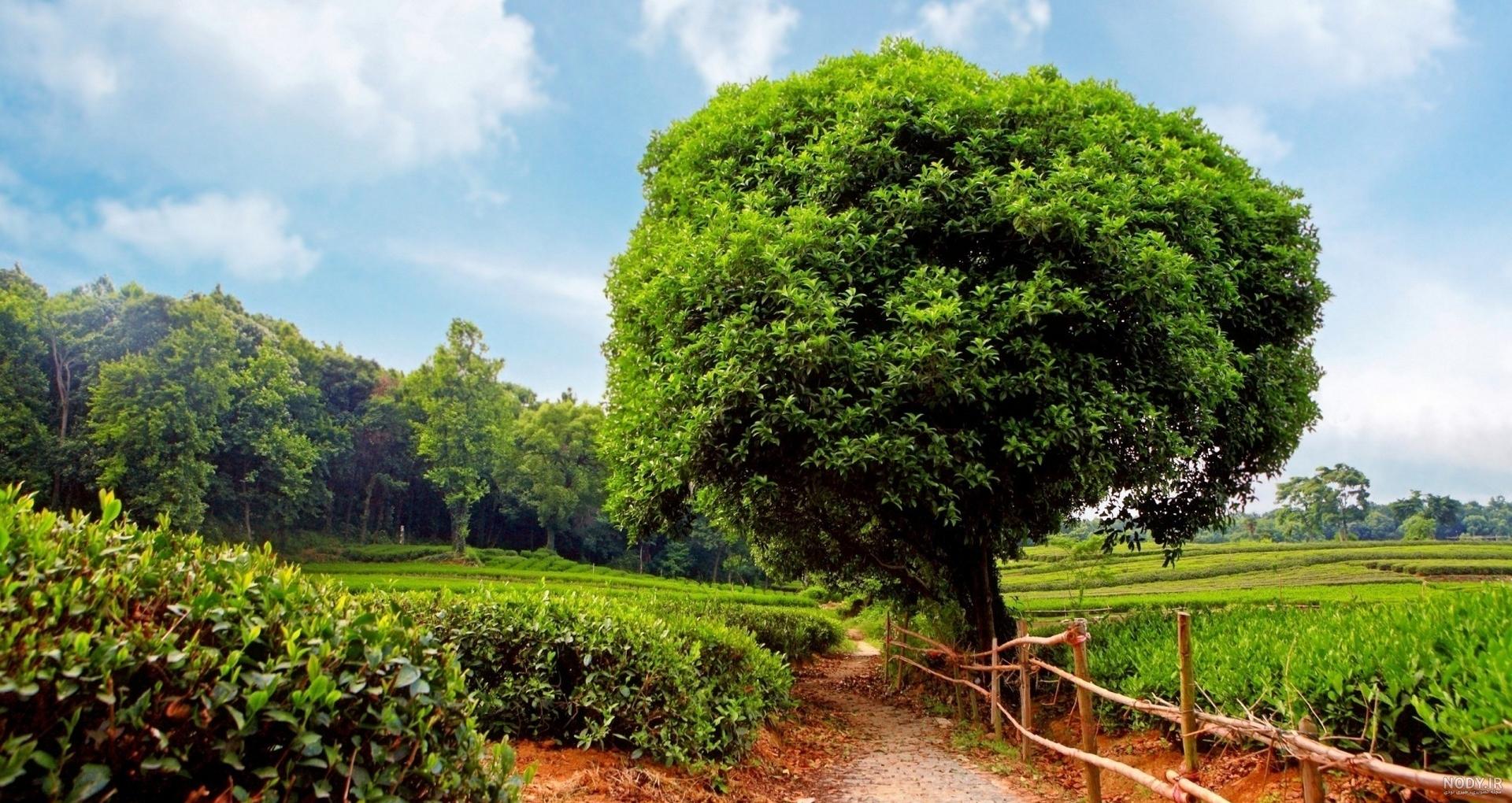 عکس تابستان واقعی