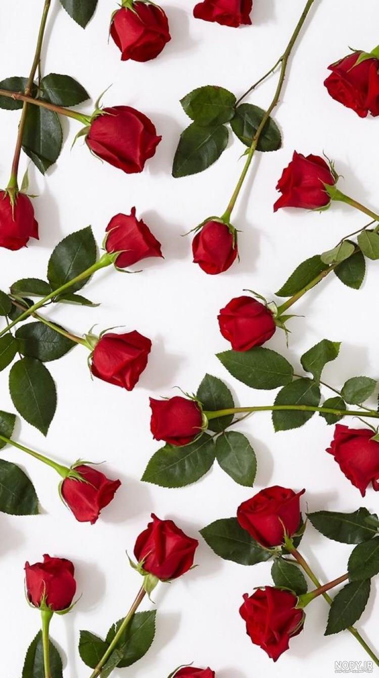 40 بک گراند و والپیپر گل با کیفیت بالا برای موبایل و کامپیوتر