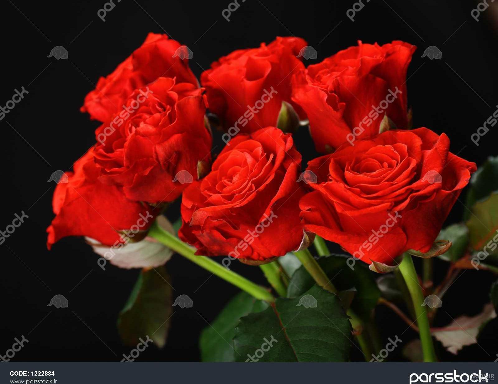 آلبوم عکس گل های زیبا و عاشقانه برای پروفایل (2) - تــــــــوپ تـــــــــاپ آلبوم عکس گل های زیبا و عاشقانه برای پروفایل (2) - تــــــــوپ تـــــــــاپ