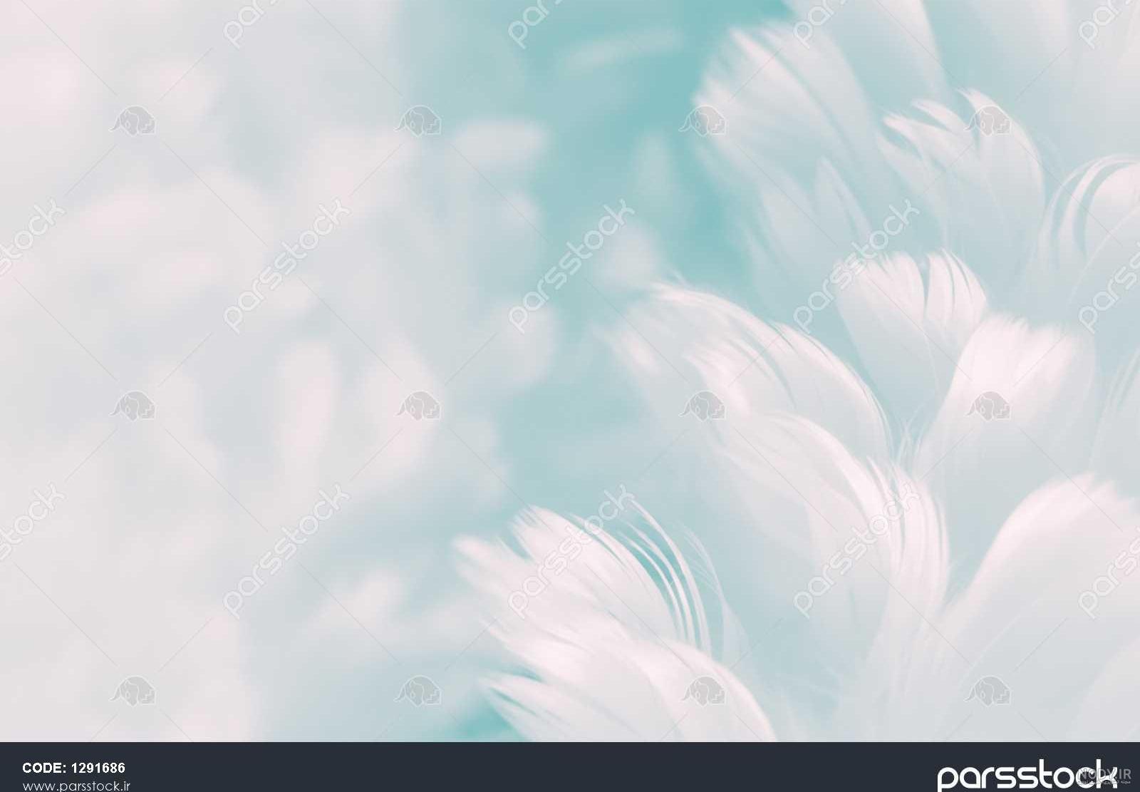 ابی کمرنگ - عکس ویسگون ابی کمرنگ - عکس ویسگون