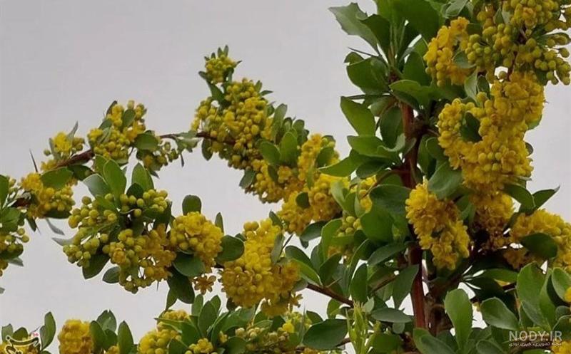 برگ زرشک کوهی - ازگیل کالا