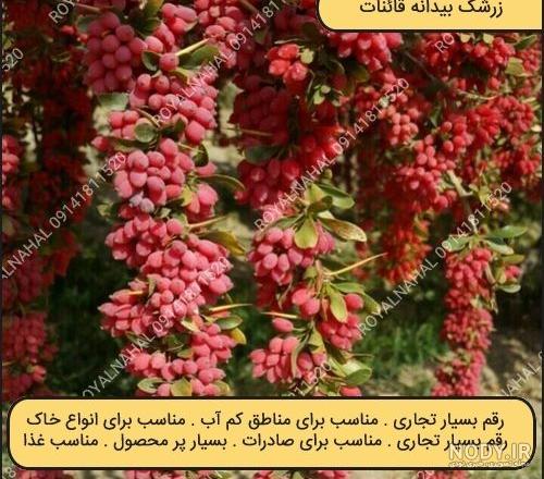 تصاویری زیبا از شکوفه های زرشک در بیرجند | لست‌سکند