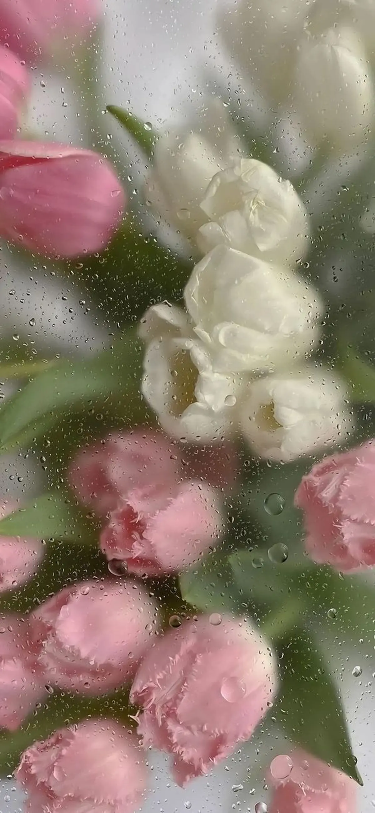 تصویر زمینه دخترانه برای گوشی - مجله نورگرام