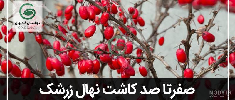 خرید نهال زرشک قائن - مشهد نهال