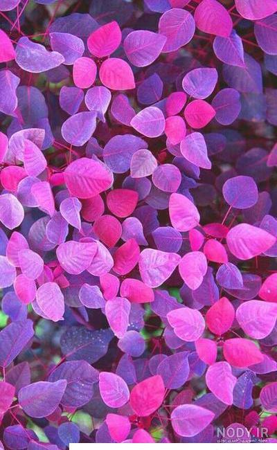 دانلود پس زمینه ساده رنگی با کیفیت بالا برای آیفون | فراسیب