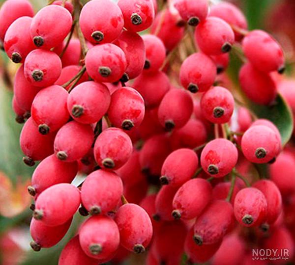 زرشک پفکی اعلا