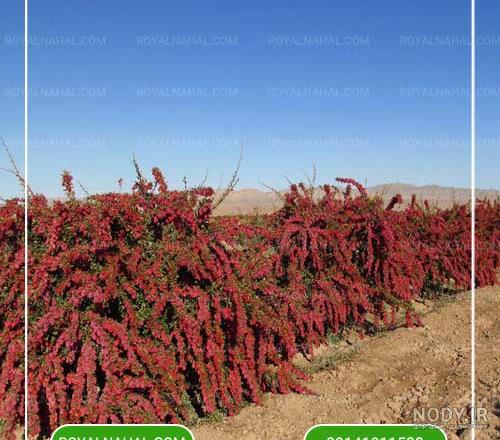 زرشک پلویی اعلا پفکی - روستاژ
