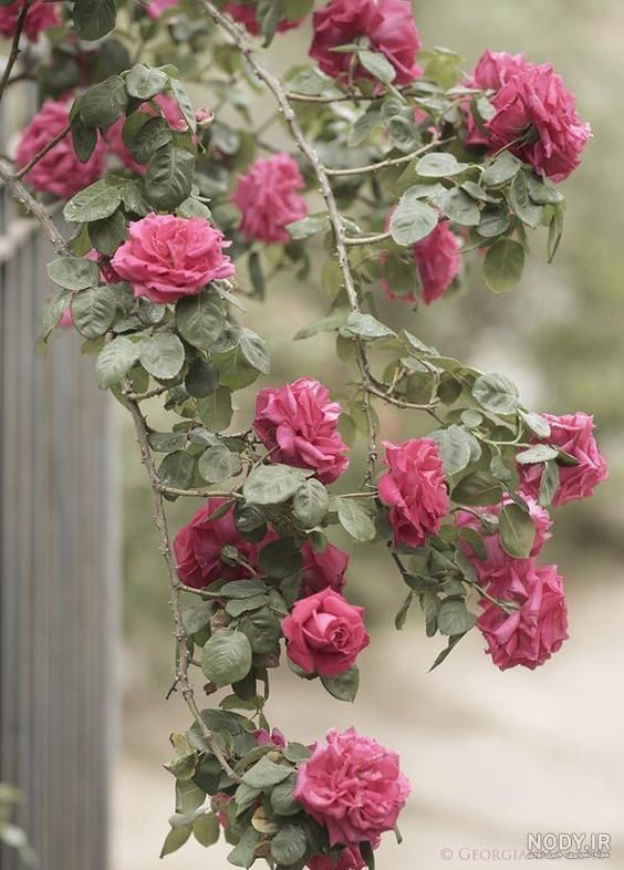زیباترین گالری پس زمینه گل رز صورتی برای گوشی موبایل و استوری - مینویسم