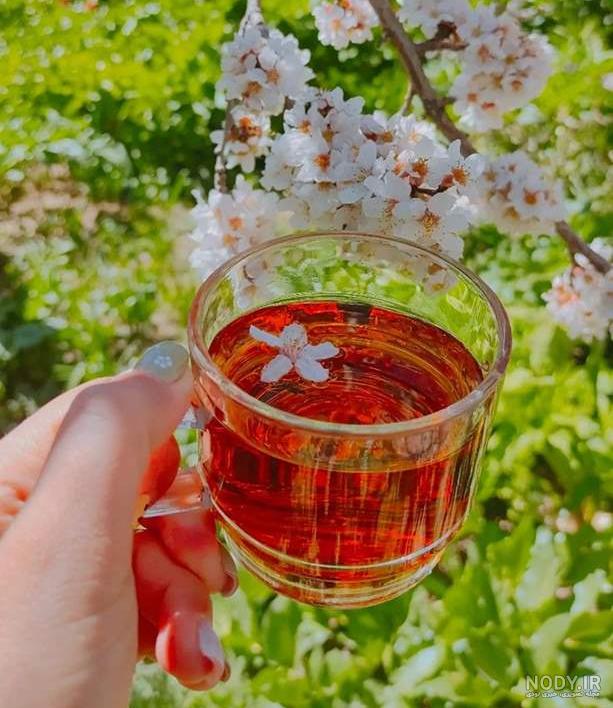 طبیعت چای آتشی در دل طبیعت زیبا . - عکس ویسگون طبیعت چای آتشی در دل طبیعت زیبا . - عکس ویسگون
