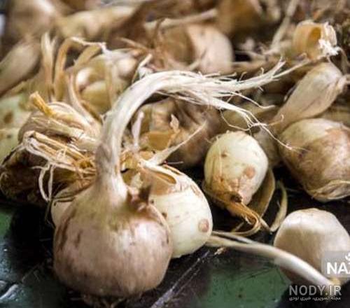 عکس از پیاز زعفران