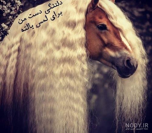 عکس اسب با کیفیت بالا