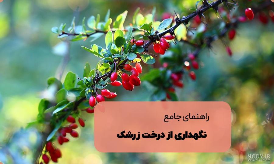 عکس درخت زرشک سیاه