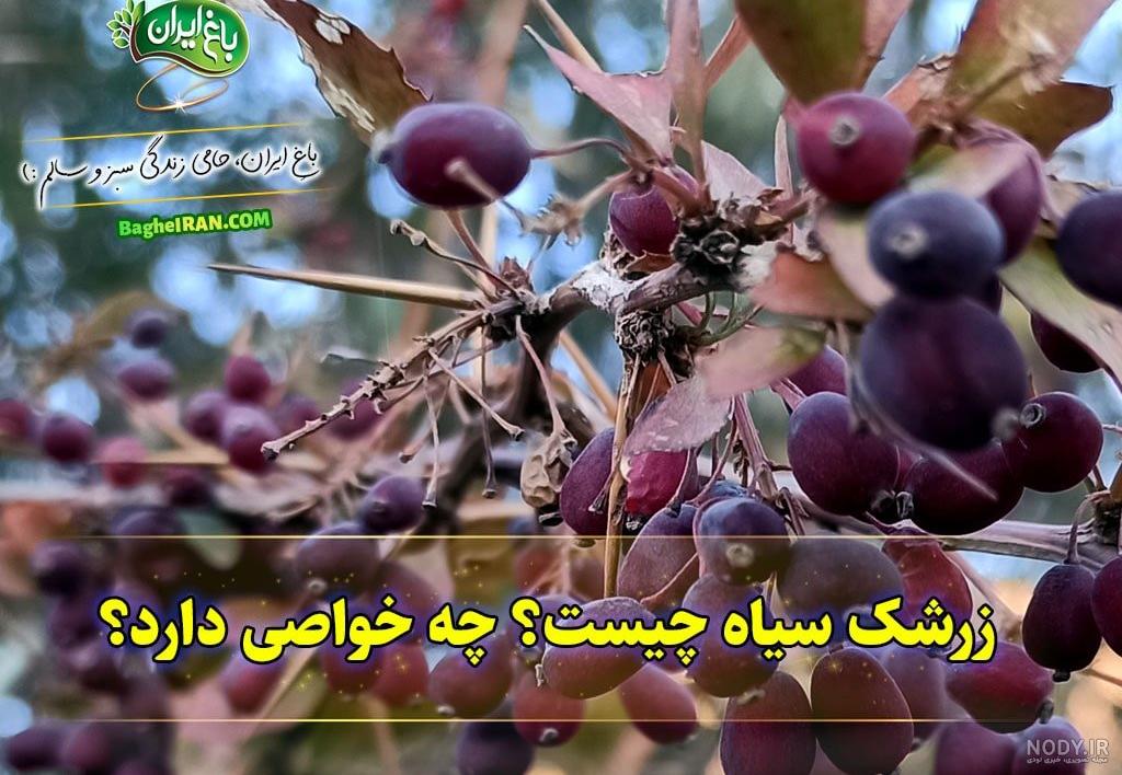 عکس درخت زرشک وحشی