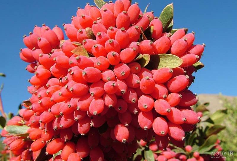 عکس درخت زرشک کوهی - عکس نودی