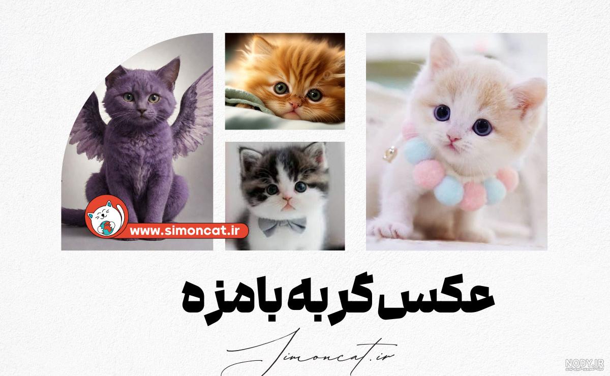 عکس زیبای گربه
