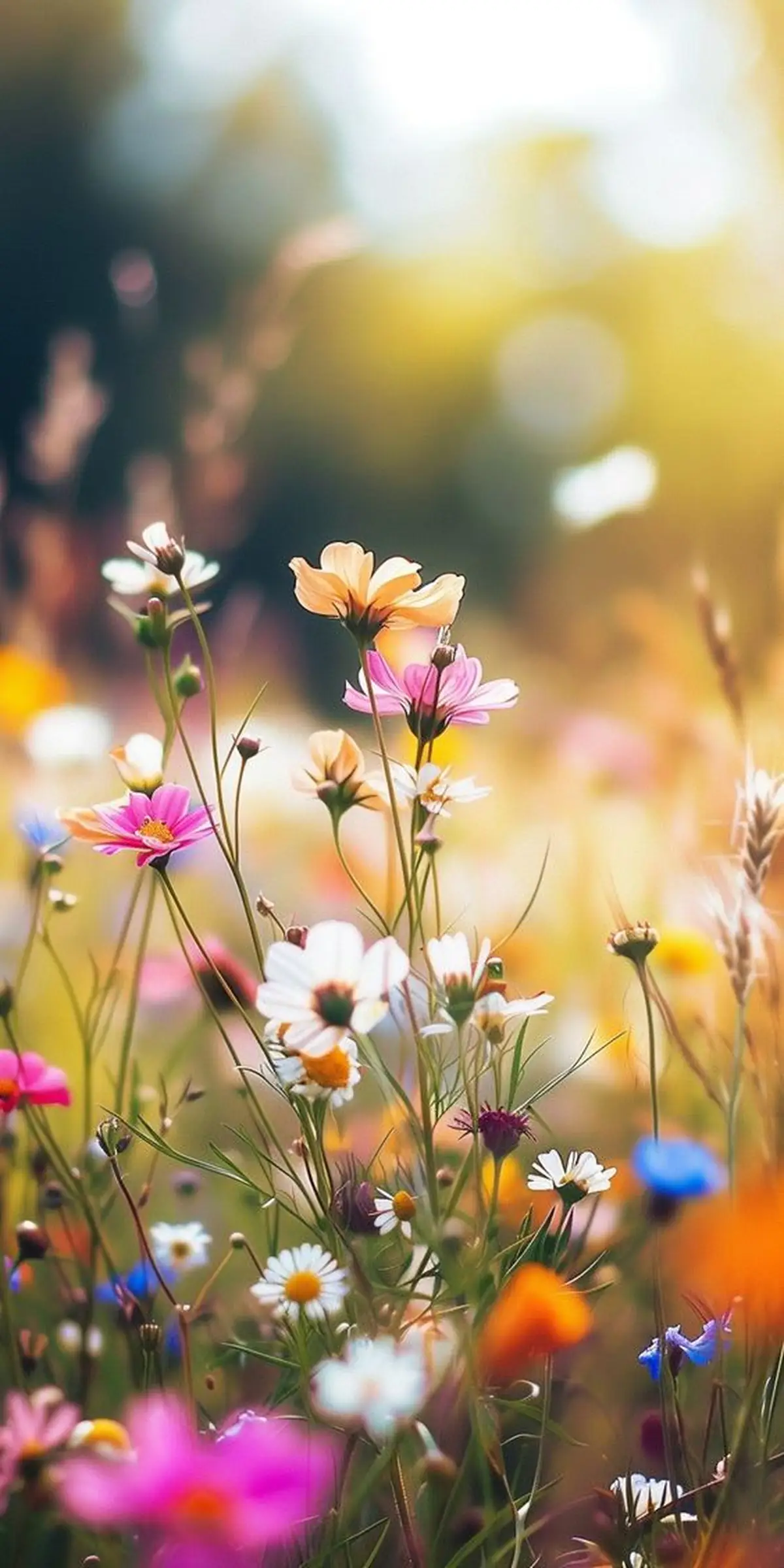 عکس پس زمینه ی زیبا برای گوشی عکس پس زمینه ی زیبا برای گوشی