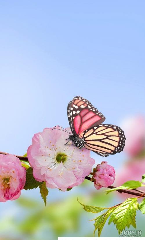 عکس گل رز برای تصویر زمینه گوشی - عکس نودی