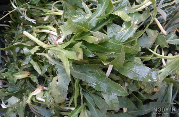 فرارو | (تصاویر) مخمل کوه لرستان، نگین سبز در طبیعت بکر