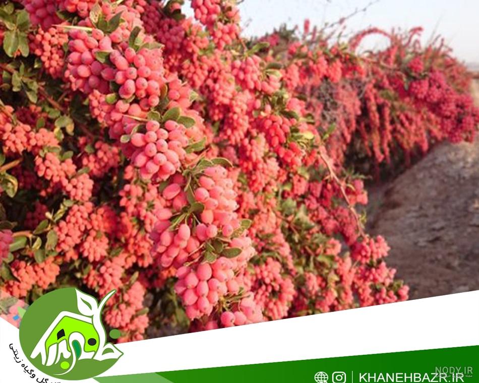 فروش زرشک زینتی درجه یک | داداگُل( گل و گیاه دادمهر )