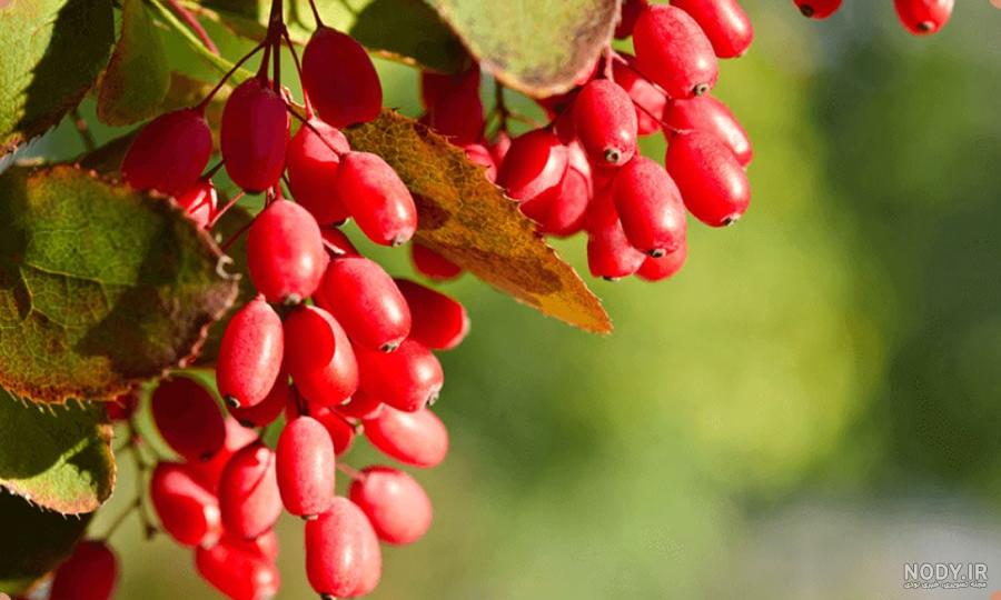 مهد جهانی زرشک در سوگ قیمت/ سود «یاقوت سرخ» در جیب دلالان - شبستان