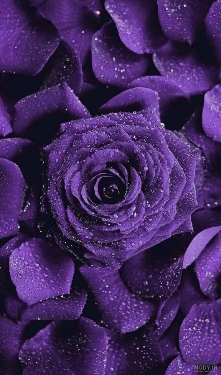 پس زمینه بنفش با کیفیت عالی 💜💜💜 | تاوعکس
