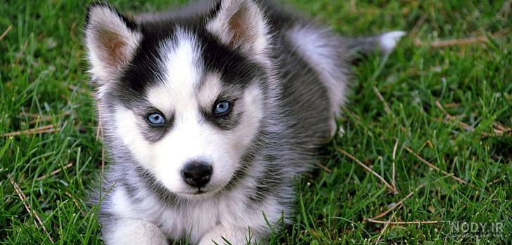 Zwei weiße Hunde sitzen im Gras