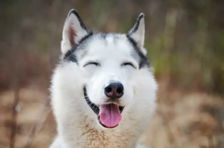 45 تا عکس سگ سفید خوشکل و بامزه برای پروفایل و استاتوس 🐕