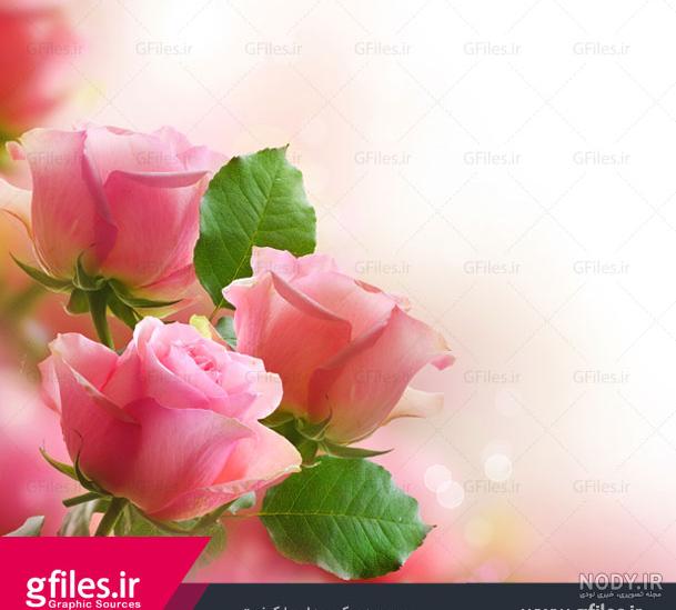 85 عکس گل رز با رنگ های زیبا و خاص