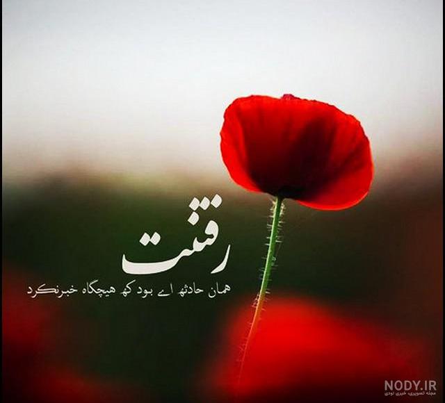 50 عکس گل و پروفایل گل زیبا برای واتساپ و تلگرام - Tjoor