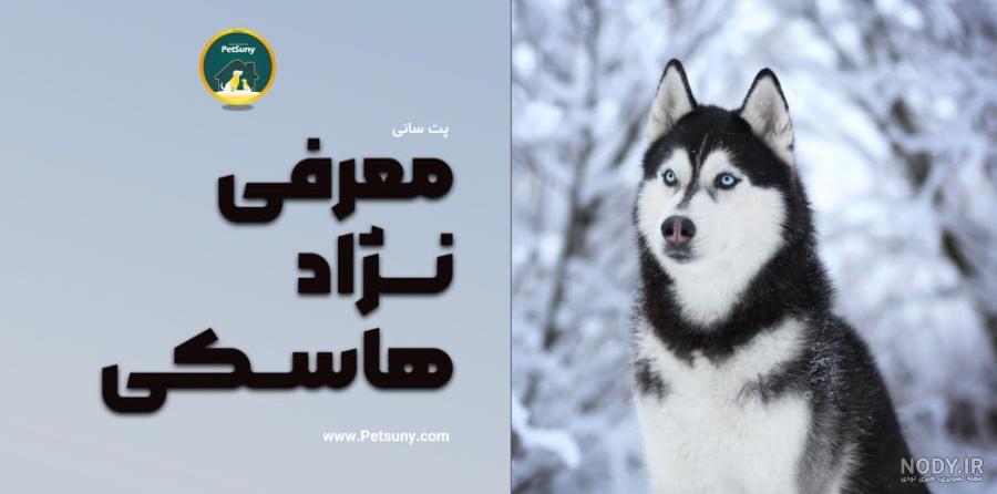 بررسی کامل نژاد سگ هاسکی (سیبرین، آلاسکا و سامویید) | پت بان بررسی کامل نژاد سگ هاسکی (سیبرین، آلاسکا و سامویید) | پت بان