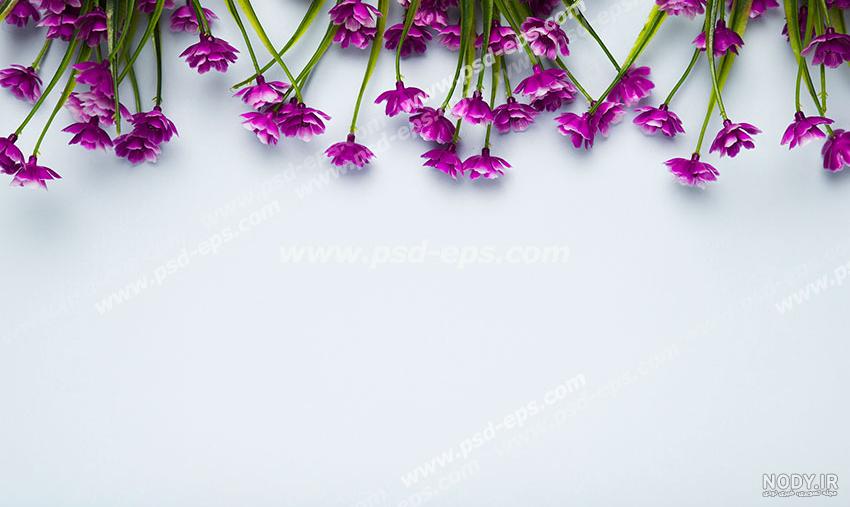 عکس زمینه گل - عکس نودی