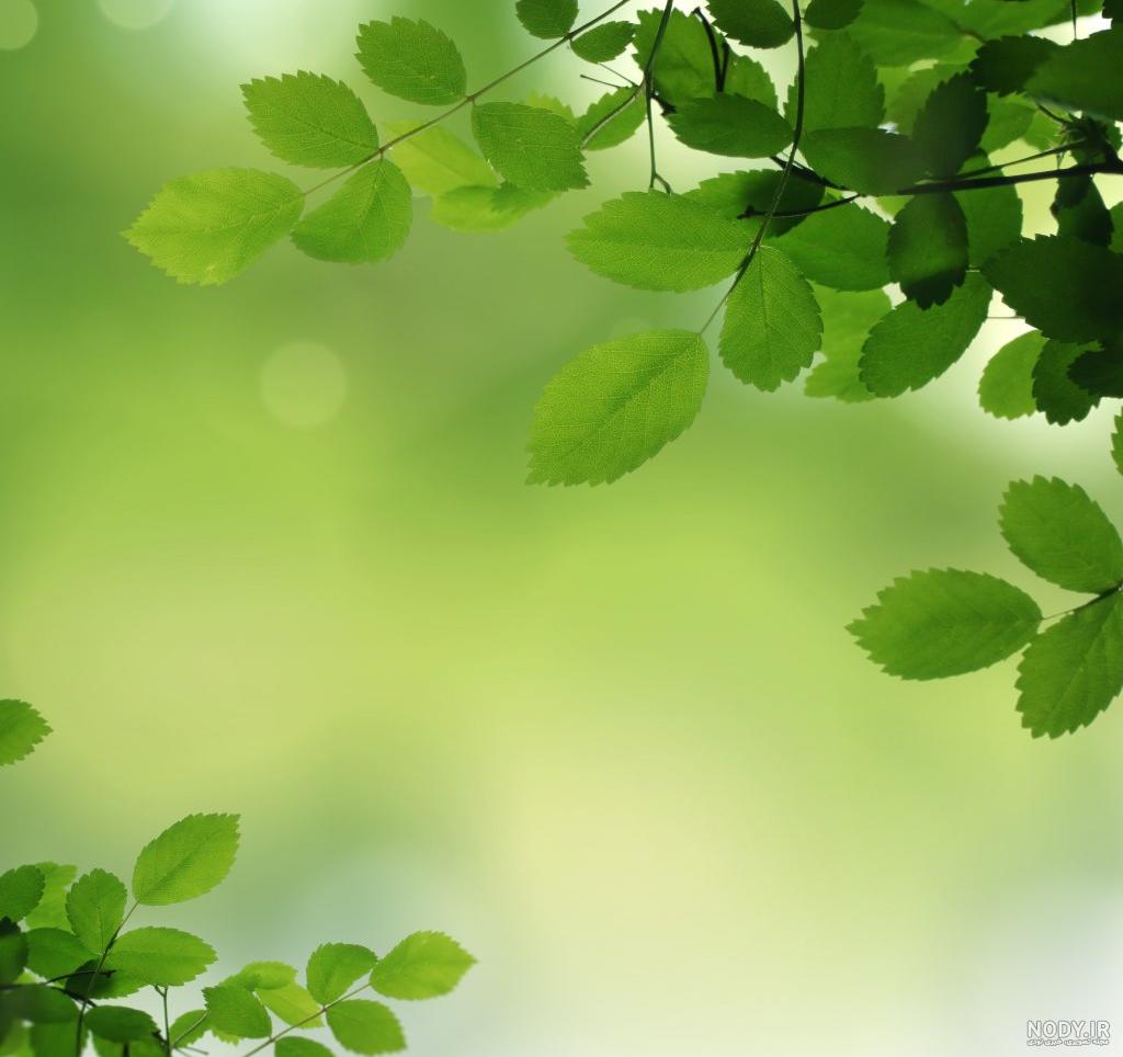 عکس طبیعت برای پس زمینه با کیفیت