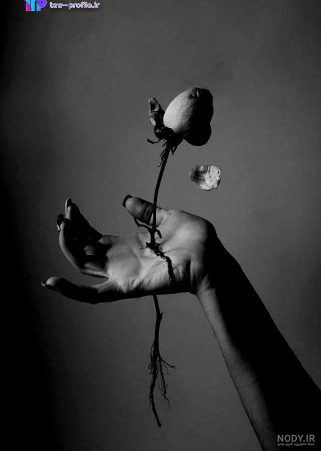 عکس گل دلتنگی برای پروفایل